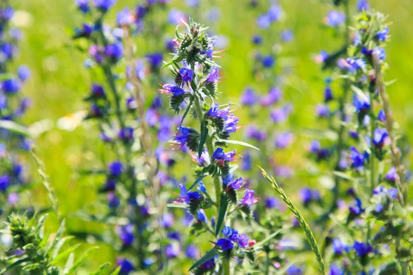 Mavi Yabani Çiçekler Yaban Çiçekli Tarla — Stok fotoğraf
