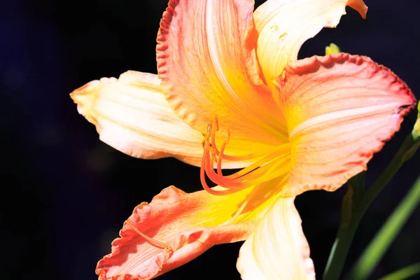 Orangenlilie Blüht Natürlicher Hintergrund Blütenpracht Park — Stockfoto