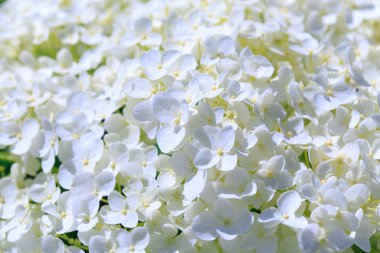 Beyaz ortanca panikleme çiçeği. Güzel doğal arka plan. Yumuşak odak.