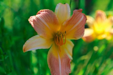 Turuncu zambak çiçeği. Doğal arka plan. Parkta çiçek açıyor.
