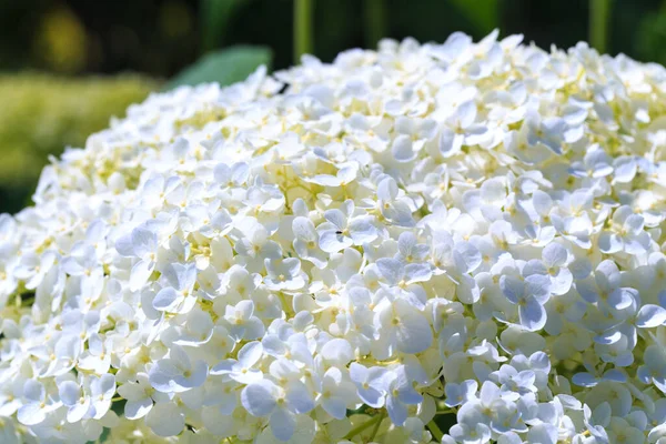 Flor Branca Hortênsia Paniculata Fundo Natural Bonito Foco Suave — Fotografia de Stock