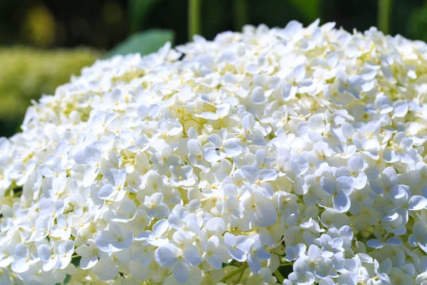 Biały Kwiat Hortensji Piękne Naturalne Tło Miękkie Skupienie — Zdjęcie stockowe