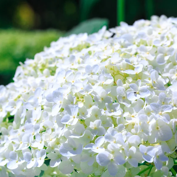 Biały Kwiat Hortensji Piękne Naturalne Tło Miękkie Skupienie — Zdjęcie stockowe