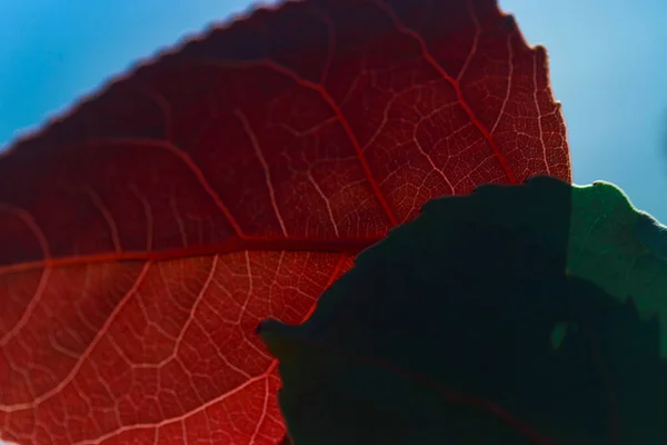Herbstliches Helles Blatt Auf Blauem Hintergrund Rotes Purpurblatt — Stockfoto