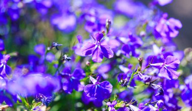Mavi çiçekler. Güneş ışınlarında birçok mavi çiçeğin parlak renkli arkaplanı. Yaz manzarası.