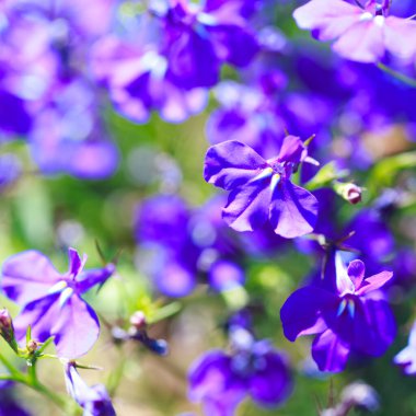Mavi çiçekler. Güneş ışınlarında birçok mavi çiçeğin parlak renkli arkaplanı. Yaz manzarası.