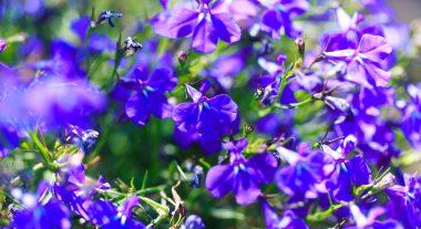 Mavi çiçekler. Güneş ışınlarında birçok mavi çiçeğin parlak renkli arkaplanı. Yaz manzarası.