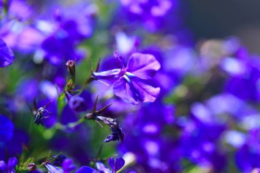 Mavi çiçekler. Güneş ışınlarında birçok mavi çiçeğin parlak renkli arkaplanı. Yaz manzarası.