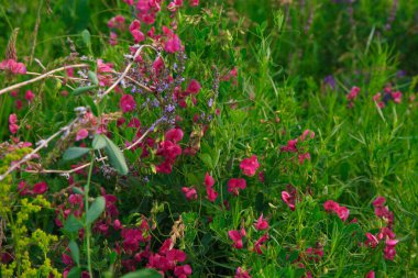 Lathyrus kokusu, mis kokulu koku veya tatlı bezelye. Baklagil cinsinin kır çiçekleri. Yaz manzarası. Boşluğu kopyala.