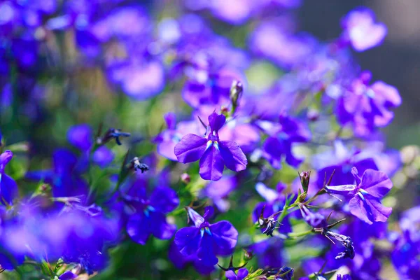 Blue flowers. Bright colored background of many blue flowers in the rays of the sun. Summer landscape.