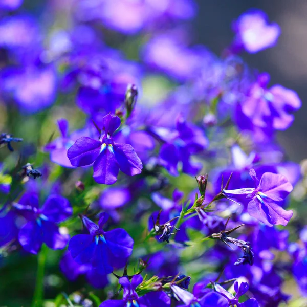 Flores Azules Fondo Color Brillante Muchas Flores Azules Los Rayos — Foto de Stock