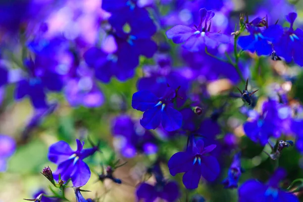 Flores Azules Fondo Color Brillante Muchas Flores Azules Los Rayos — Foto de Stock