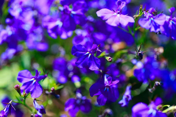 Flores Azules Fondo Color Brillante Muchas Flores Azules Los Rayos — Foto de Stock