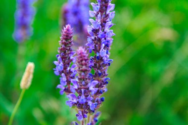 Adaçayı çiçeği bitkisi. Tıbbi adaçayı çiçekleri olan bir tarla. Doğal arkaplan.