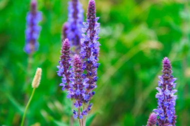 Adaçayı çiçeği bitkisi. Tıbbi adaçayı çiçekleri olan bir tarla. Doğal arkaplan.