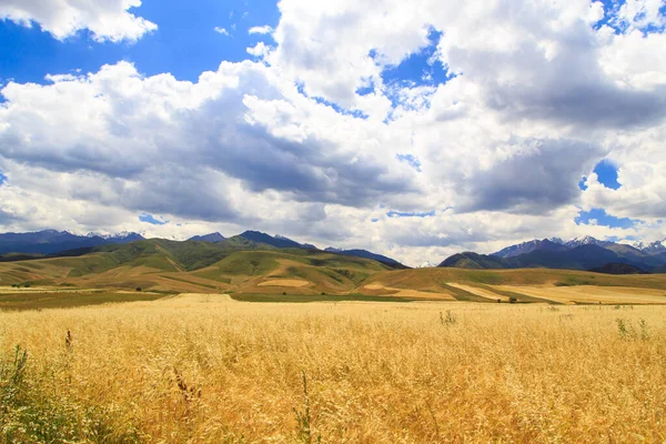 Campo Trigo Amarelo Fundo Das Montanhas Céu Azul Pão Colheita — Fotografia de Stock