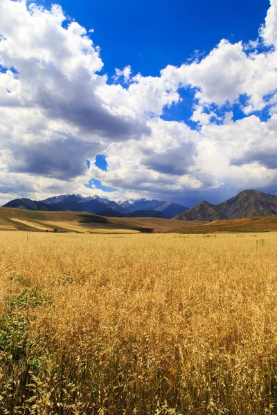 Campo Trigo Amarelo Fundo Das Montanhas Céu Azul Pão Colheita — Fotografia de Stock