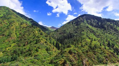 Dağların tepesinde, ağaçlar mavi gökyüzüne karşı. Yaz dağı manzarası.