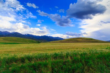 Güzel bahar ve yaz manzarası. Bereketli yeşil tepeler, yüksek karlı dağlar. Bahar çiçekli bitkiler.