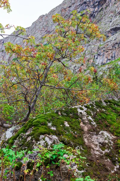 Sonbahar dağlarının arka planında Rowan meyveleri. Vahşi doğada olgunlaşmış meyveler. Kırgızistan.