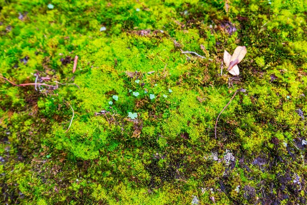 Consistenza Del Muschio Verde Sulle Pietre Sfondo Naturale — Foto Stock