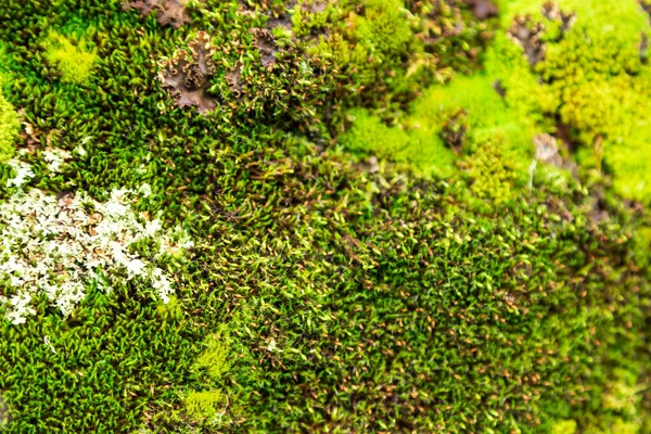 Consistenza Del Muschio Verde Sulle Pietre Sfondo Naturale — Foto Stock