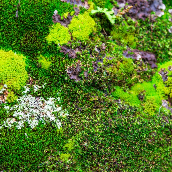 Die Struktur Von Grünem Moos Auf Den Steinen Natürlicher Hintergrund — Stockfoto