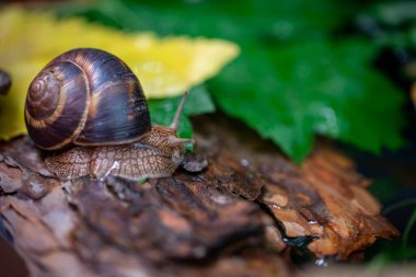 Ağaç kabuğunda büyük bir salyangoz. Vahşi doğada çekilmiş bir fotoğraf. Helicidae familyasından Burgudyan, üzüm ya da Roma salyangozu. Hava soluyan gastropodlar.