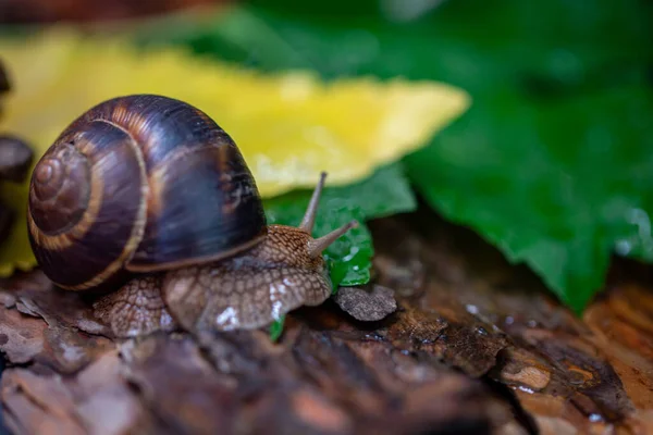 Una Grande Lumaca Sulla Corteccia Albero Foto Natura Lumaca Burghese — Foto Stock