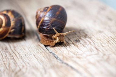 Ağaçtaki büyük salyangoz. Helicidae familyasından Burgudyan, üzüm ya da Roma salyangozu. Hava soluyan gastropodlar.