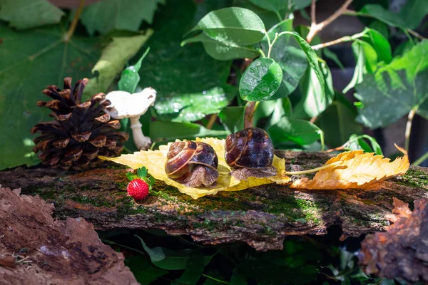 Ağaç kabuğunda sürünen büyük salyangozlar. Vahşi doğada çekilmiş bir fotoğraf. Helicidae familyasından Burgudyan, üzüm veya Roma salyangozu..