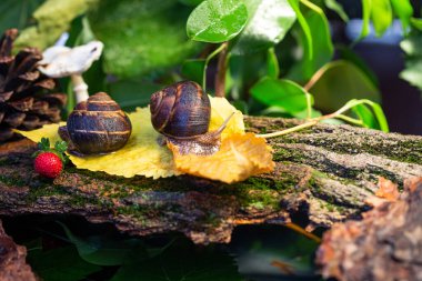 Ağaç kabuğunda sürünen büyük salyangozlar. Vahşi doğada çekilmiş bir fotoğraf. Helicidae familyasından Burgudyan, üzüm veya Roma salyangozu..