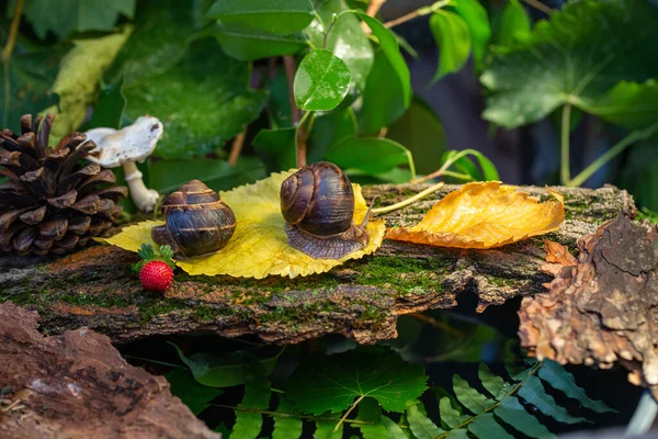 Caracoles Grandes Arrastrándose Por Corteza Árbol Foto Naturaleza Caracol Comestible —  Fotos de Stock