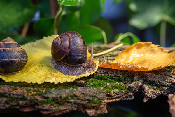 Grandi Lumache Strisciano Lungo Corteccia Albero Foto Natura Lumaca Burghese — Foto Stock