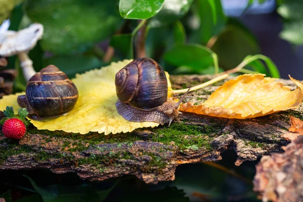 Grands Escargots Rampant Long Écorce Arbre Photo Dans Nature Escargot — Photo