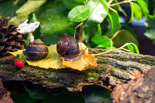 Grands Escargots Rampant Long Écorce Arbre Photo Dans Nature Escargot — Photo