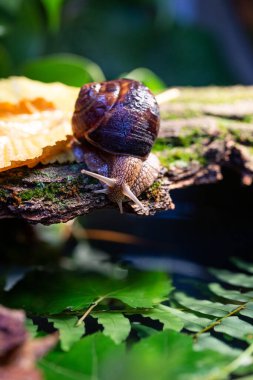 Ağaç kabuğunda sürünen büyük salyangozlar. Vahşi doğada çekilmiş bir fotoğraf. Helicidae familyasından Burgudyan, üzüm veya Roma salyangozu..