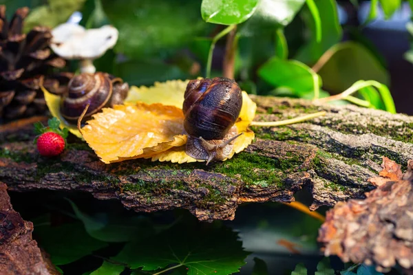 Ağaç kabuğunda sürünen büyük salyangozlar. Vahşi doğada çekilmiş bir fotoğraf. Helicidae familyasından Burgudyan, üzüm veya Roma salyangozu..