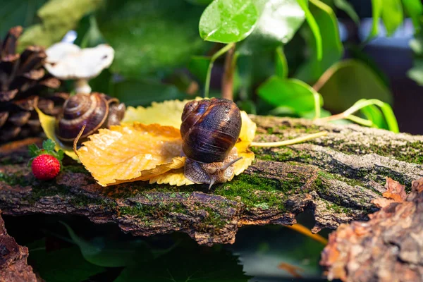 Grands Escargots Rampant Long Écorce Arbre Photo Dans Nature Escargot — Photo