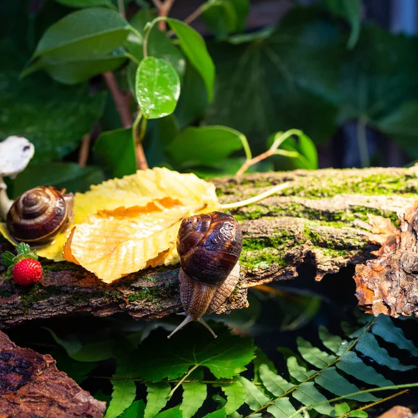 Ağaç kabuğunda sürünen büyük salyangozlar. Vahşi doğada çekilmiş bir fotoğraf. Helicidae familyasından Burgudyan, üzüm veya Roma salyangozu..