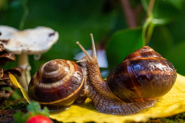 Ağaç kabuğunda sürünen büyük salyangozlar. Vahşi doğada çekilmiş bir fotoğraf. Helicidae familyasından Burgudyan, üzüm veya Roma salyangozu..