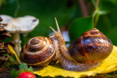 Ağaç kabuğunda sürünen büyük salyangozlar. Vahşi doğada çekilmiş bir fotoğraf. Helicidae familyasından Burgudyan, üzüm veya Roma salyangozu..
