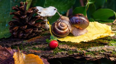 Ağaç kabuğunda sürünen büyük salyangozlar. Vahşi doğada çekilmiş bir fotoğraf. Helicidae familyasından Burgudyan, üzüm veya Roma salyangozu..