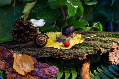 Ağaç kabuğunda sürünen büyük salyangozlar. Vahşi doğada çekilmiş bir fotoğraf. Helicidae familyasından Burgudyan, üzüm veya Roma salyangozu..