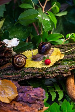 Ağaç kabuğunda sürünen büyük salyangozlar. Vahşi doğada çekilmiş bir fotoğraf. Helicidae familyasından Burgudyan, üzüm veya Roma salyangozu..