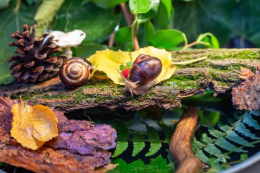 Ağaç kabuğunda sürünen büyük salyangozlar. Vahşi doğada çekilmiş bir fotoğraf. Helicidae familyasından Burgudyan, üzüm veya Roma salyangozu..