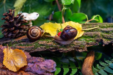 Ağaç kabuğunda sürünen büyük salyangozlar. Vahşi doğada çekilmiş bir fotoğraf. Helicidae familyasından Burgudyan, üzüm veya Roma salyangozu..