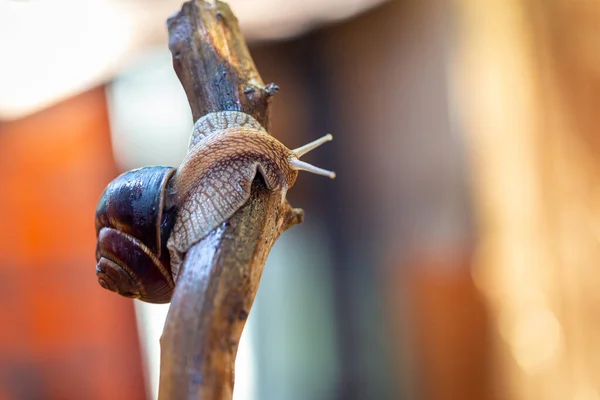 Grand Escargot Sur Une Branche Arbre Escargot Burgudien Vigne Romain — Photo