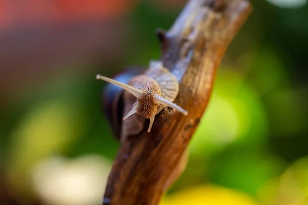 Large Snail Tree Branch Burgudian Grape Roman Edible Snail Helicidae — Stock Photo, Image
