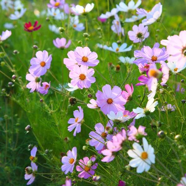 Kosmejská Květina Jasně Osvětlená Sluncem — Stock fotografie